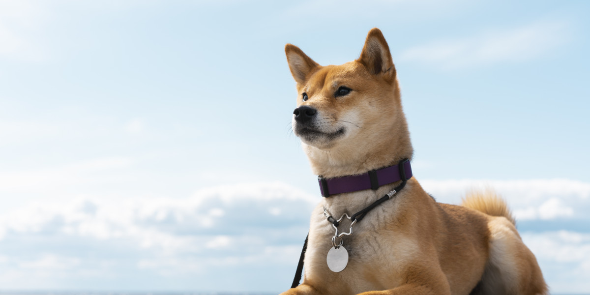 Daily Routines to Strengthen Your Bond with Your Dog