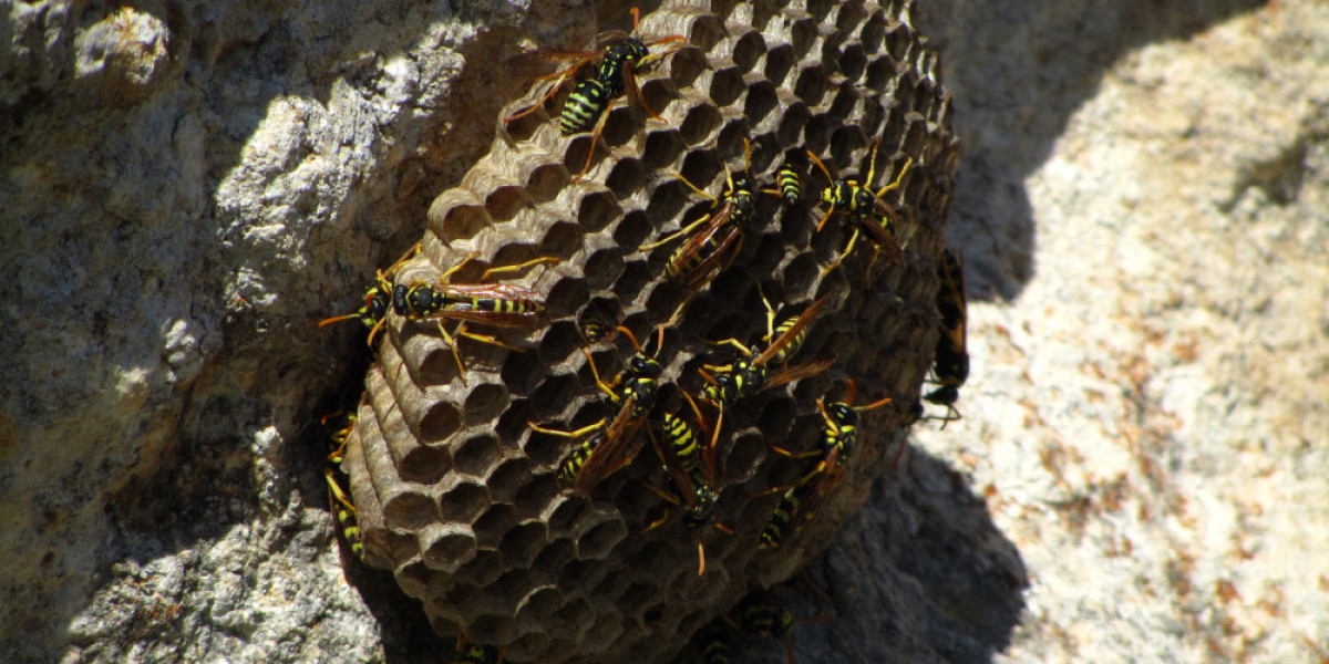 Wasp Nest Removal in Vaughan: Your Complete Guide