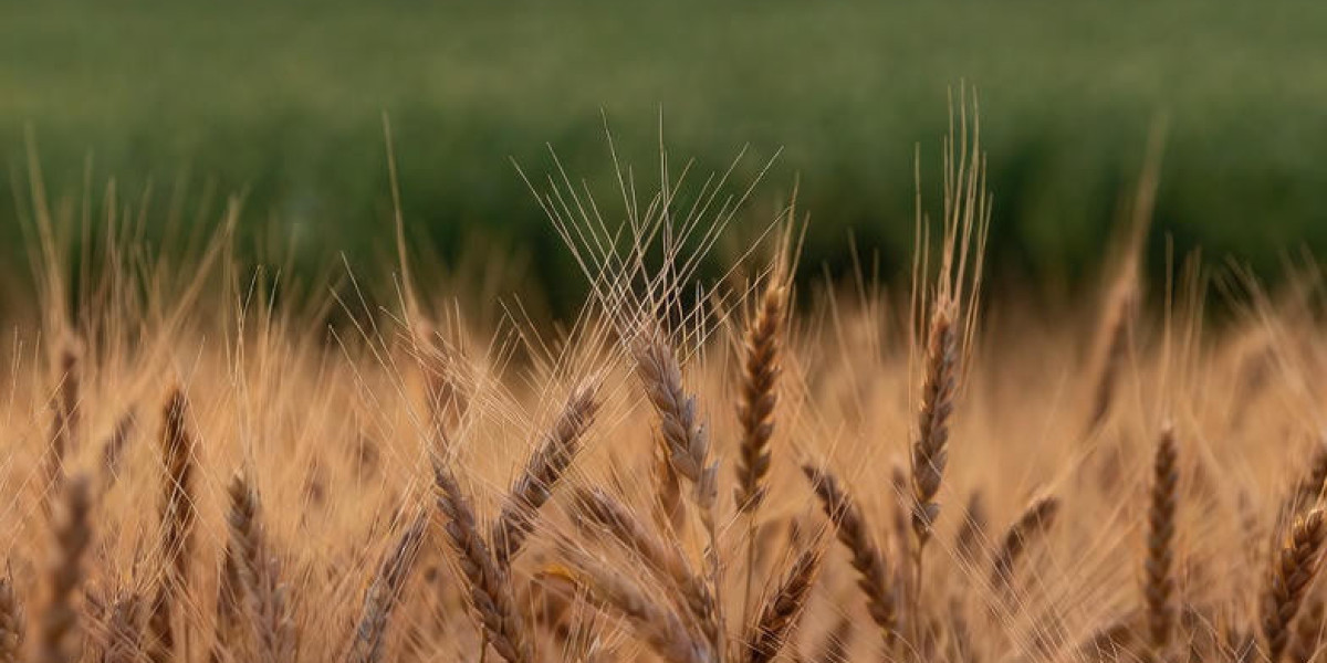 Best Quality Rice Name: Key Characteristics of Export-Grade Rice