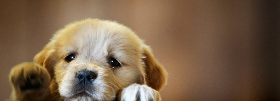 Gentle Pet Passages Cover Image