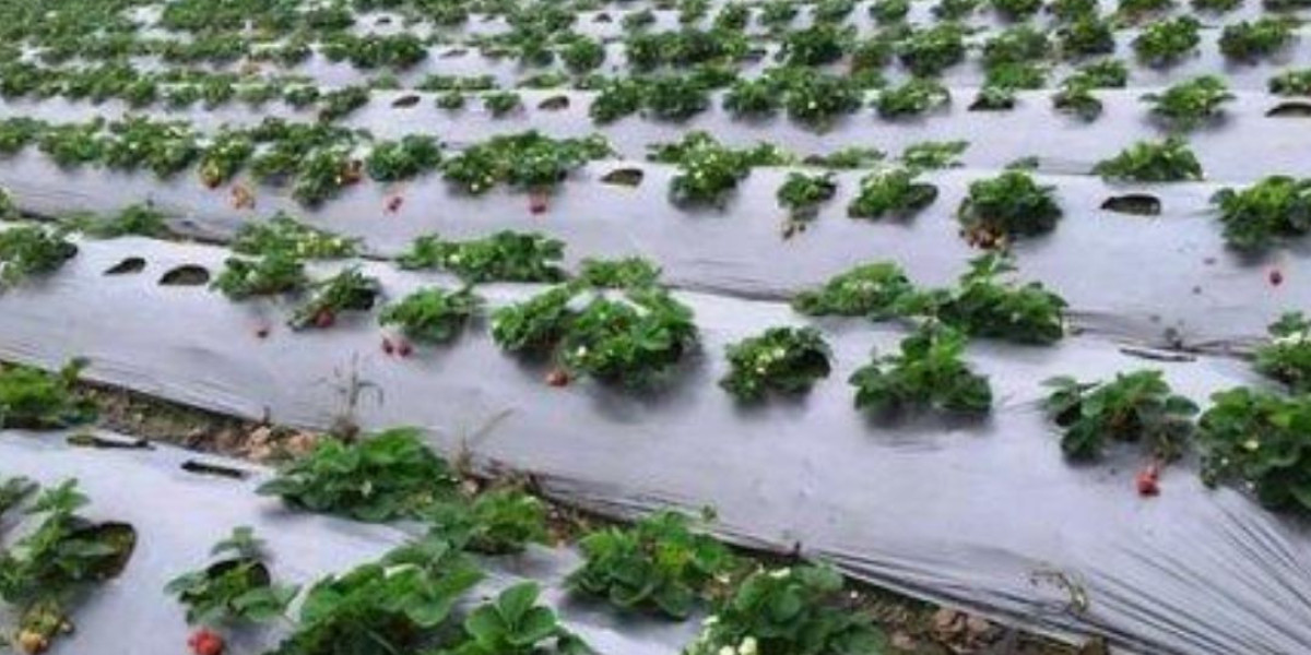 Mulch Film: Transforming Modern Agriculture with Versatile Coverings