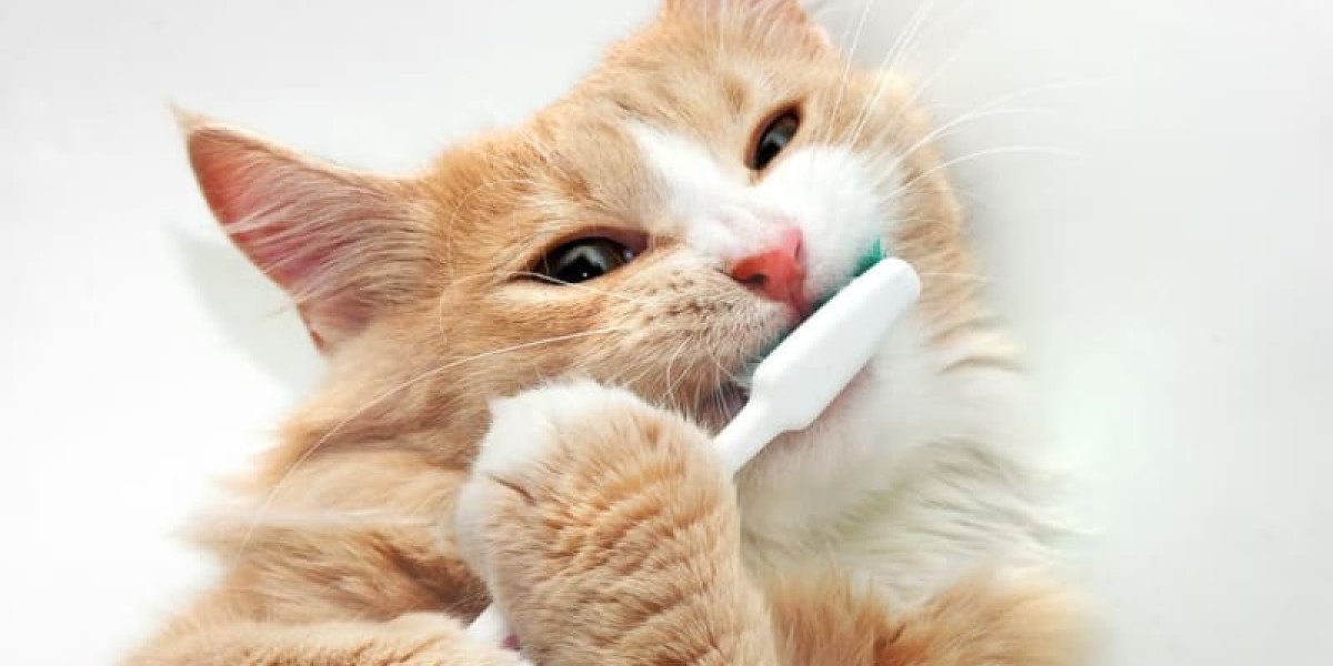 Cat Teeth Cleaning: Why It Matters & How to Do It