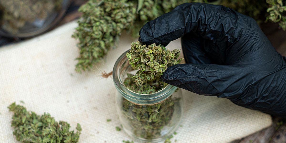 Shake Dispensary Deals How to Find the Best Cannabis Shake Deals in Canada