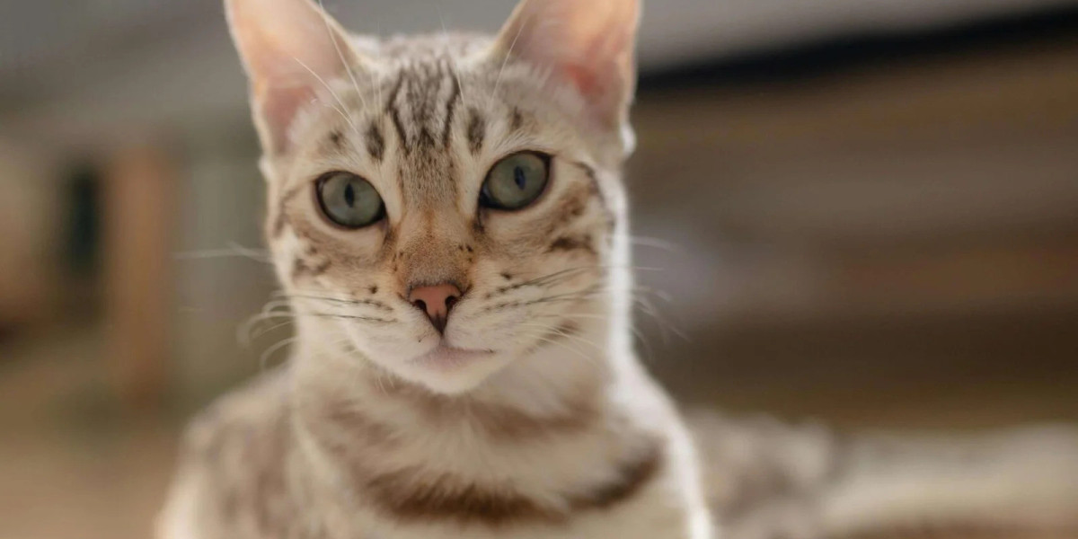 A Complete Guide to Cats for Sale Tucson for New Owners