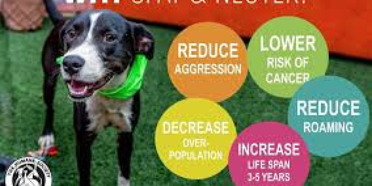 Everything You Should Know Define Neutered and Spayed