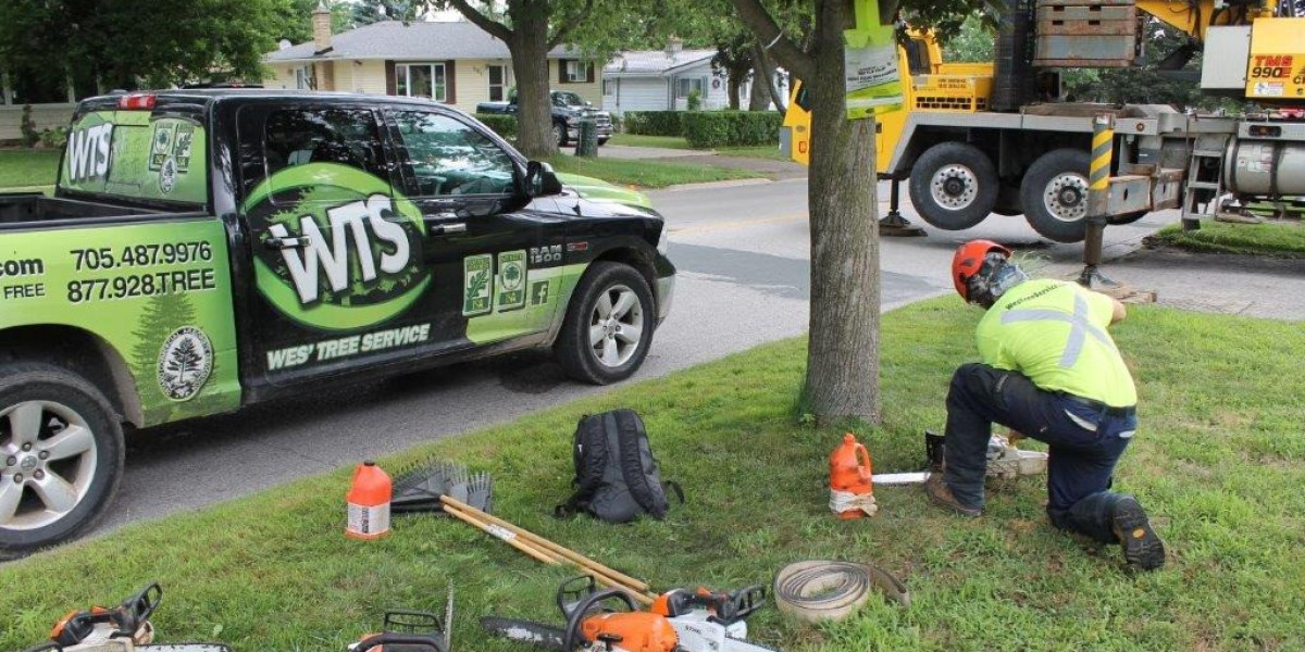 Professional Tree Service Muskoka – Safe & Reliable Tree Care