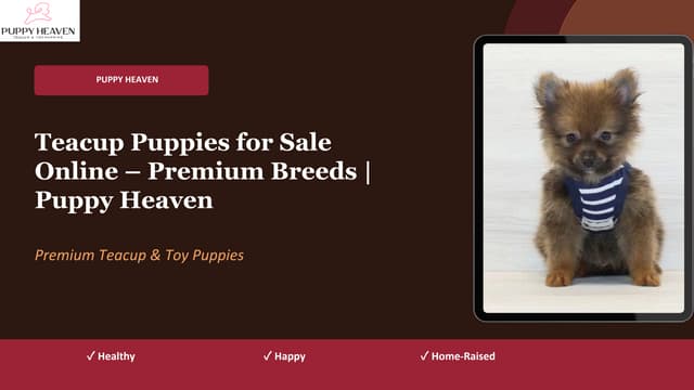 Premium Teacup Puppies for Sale Online - Healthy, Home-Raised Companions | PDF