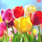 rishangib Profile Picture