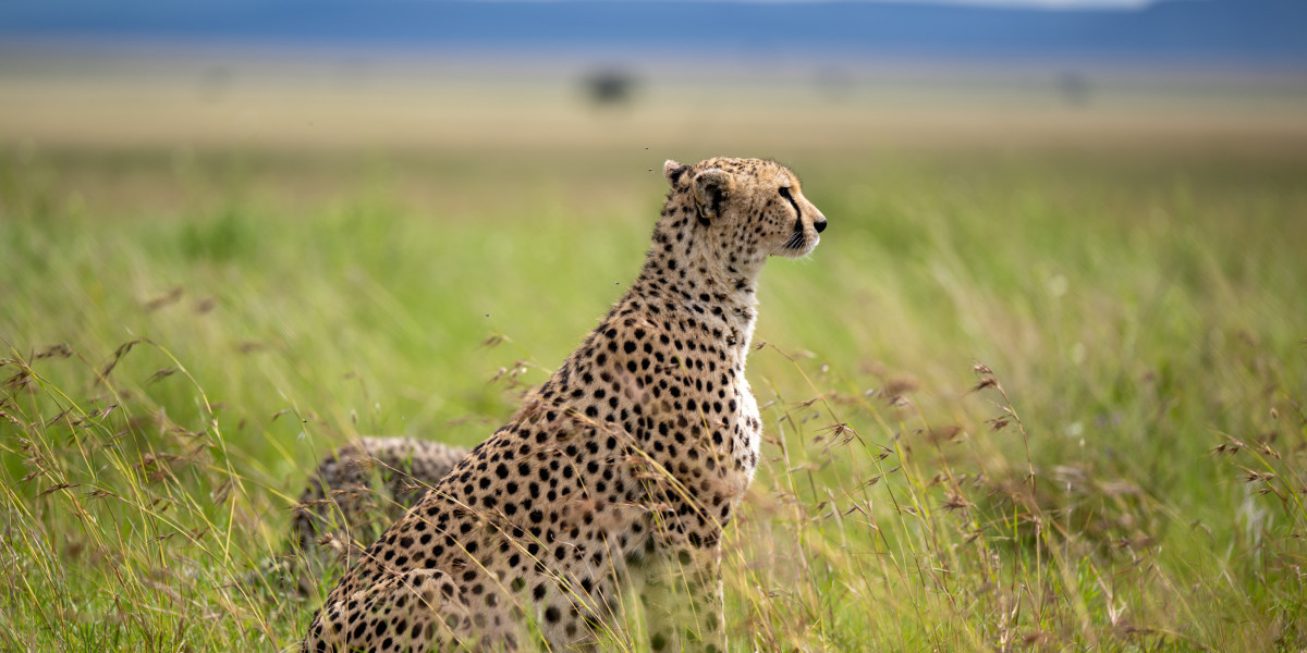 Is Zanzibar Part of Tanzania? Discover the Truth with Tanzania Classic Tours