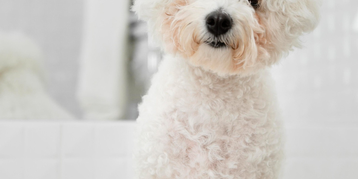 A Complete Guide to Raising Happy and Healthy Toy Poodles