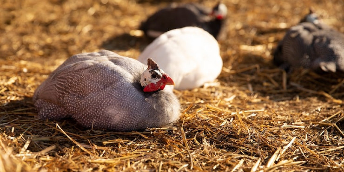Maximizing Productivity: A Modern Approach to Chicken Health