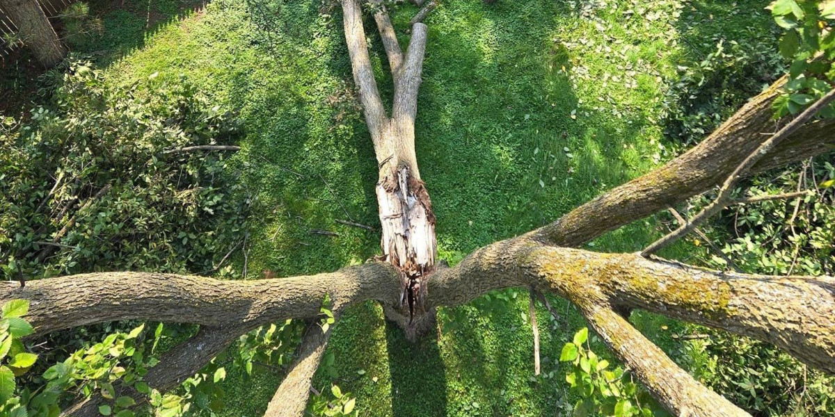 Smarter Seasonal Care Keeps Trees Thriving Strong WI