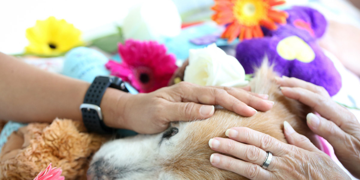 5 Common Myths About Pet Cremation Debunked