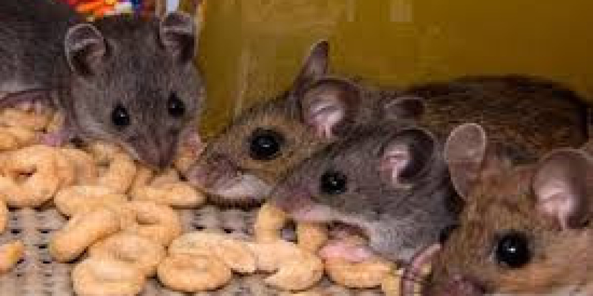 Rodent Control Lockhart: Protecting Your Home and Business from Unwanted Invaders