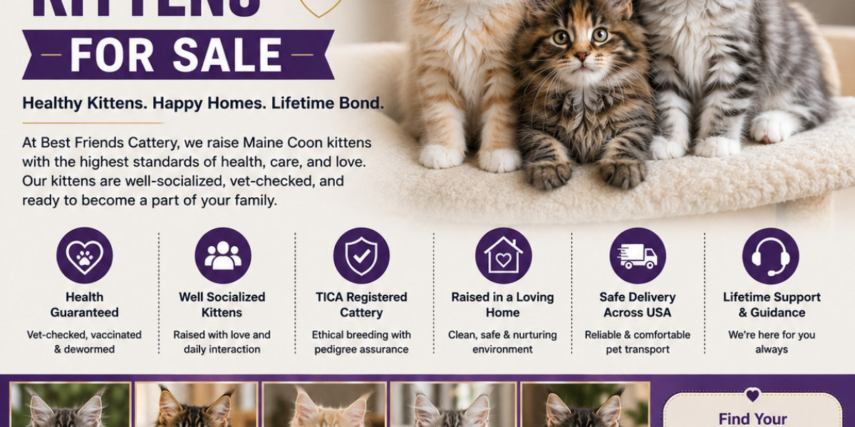 Premium Maine Coon Kittens Raised by Trusted Ethical Breeder Today